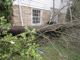 fallen tree